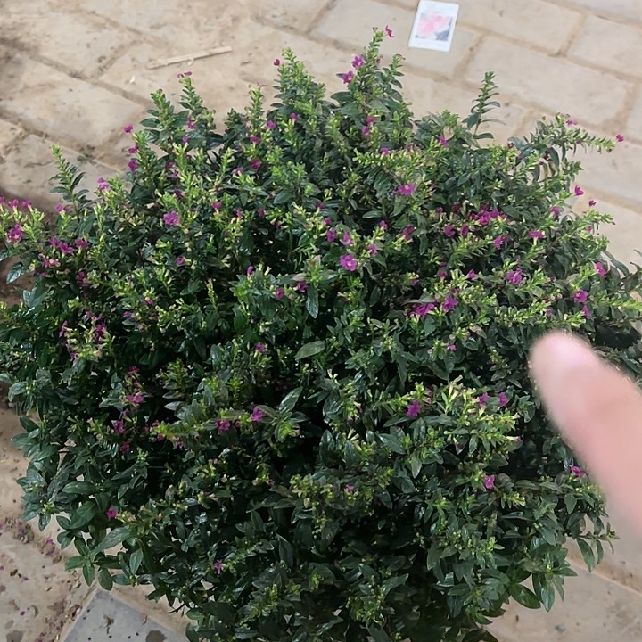 全部花苞超大满天星