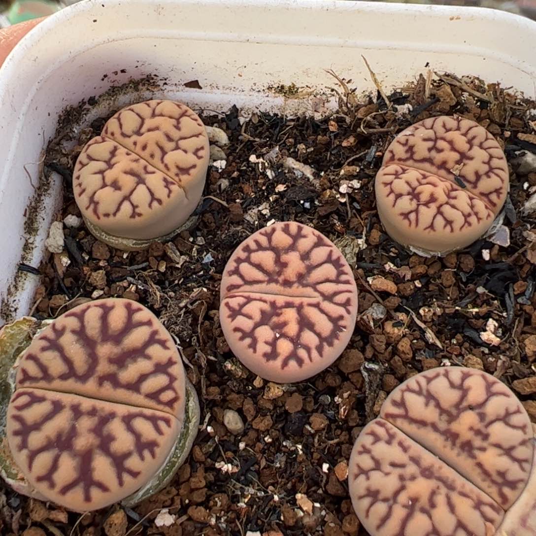 特价线雀卵多肉植物百科