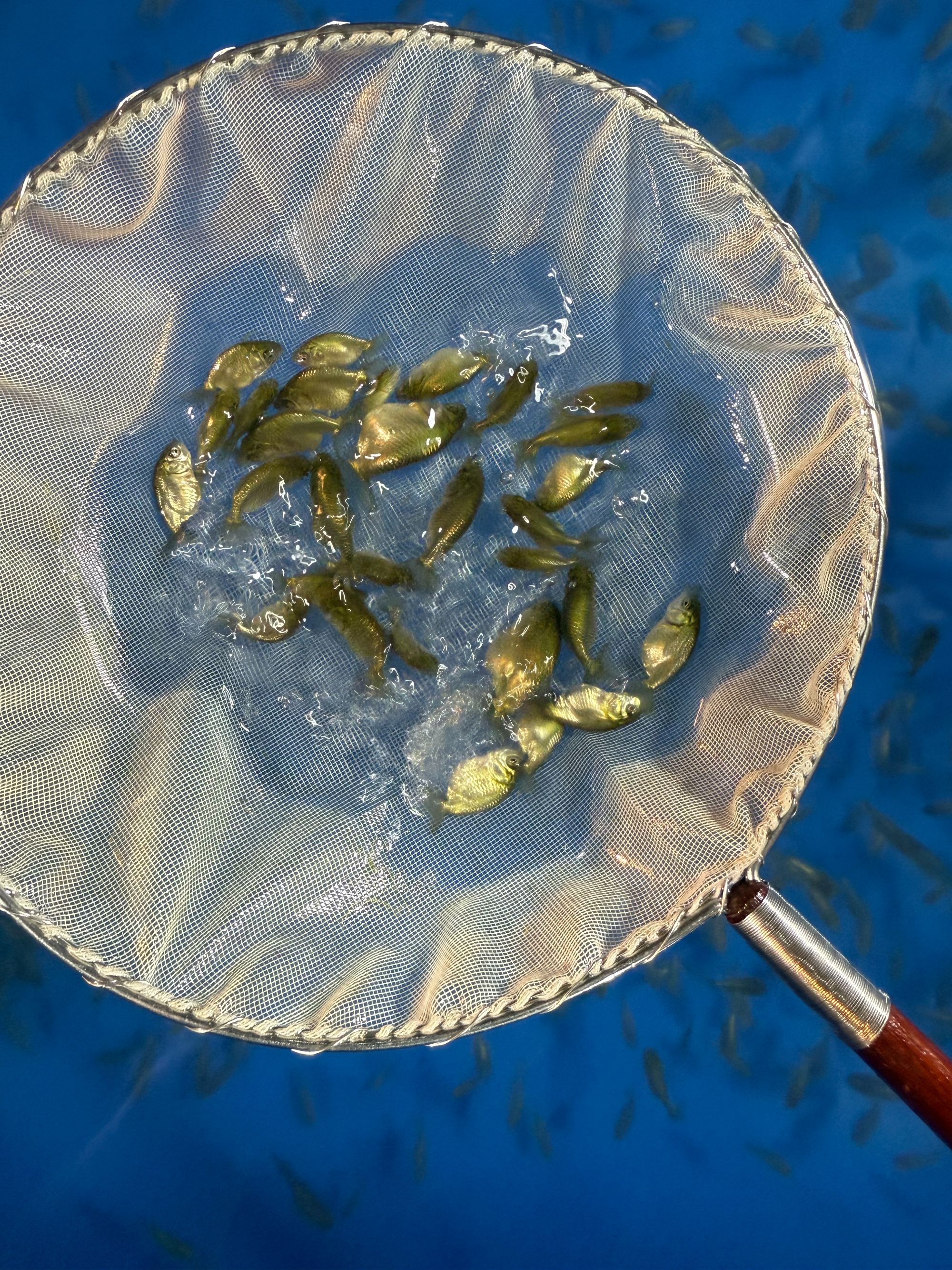 兰寿青皮鱼苗2-3cm左右金鱼观赏鱼包10条备5条发15条