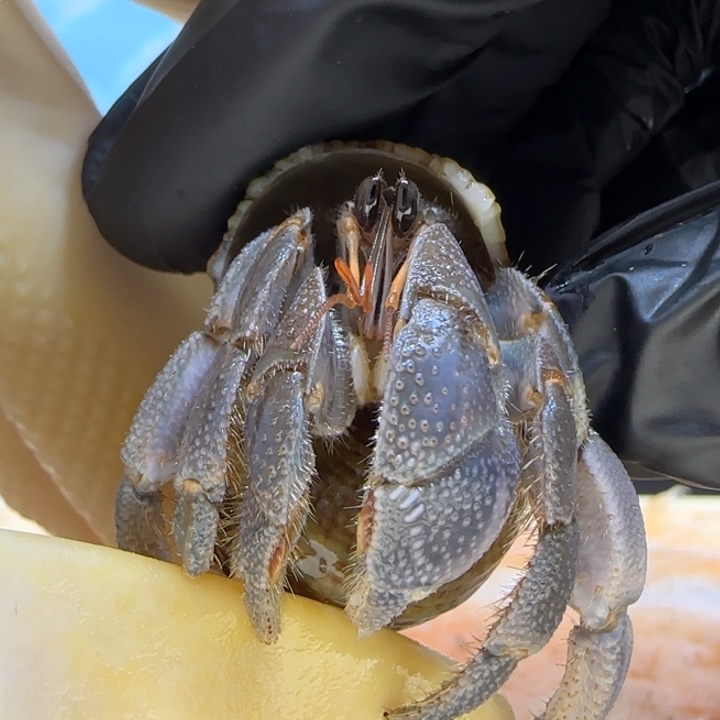 A25墨蓝 灰白1.7cm口径