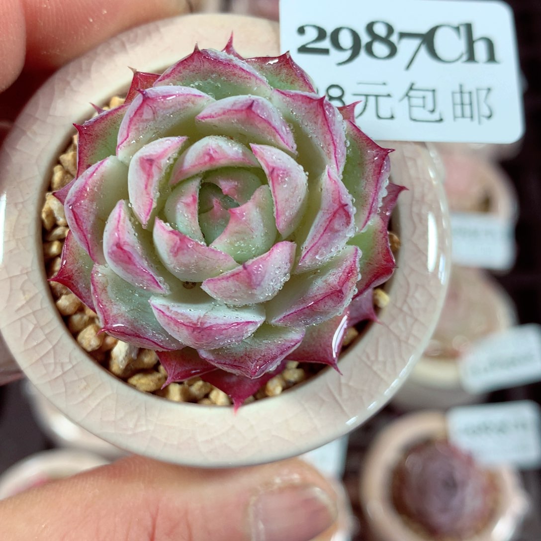 5厘米盆精控多肉2987