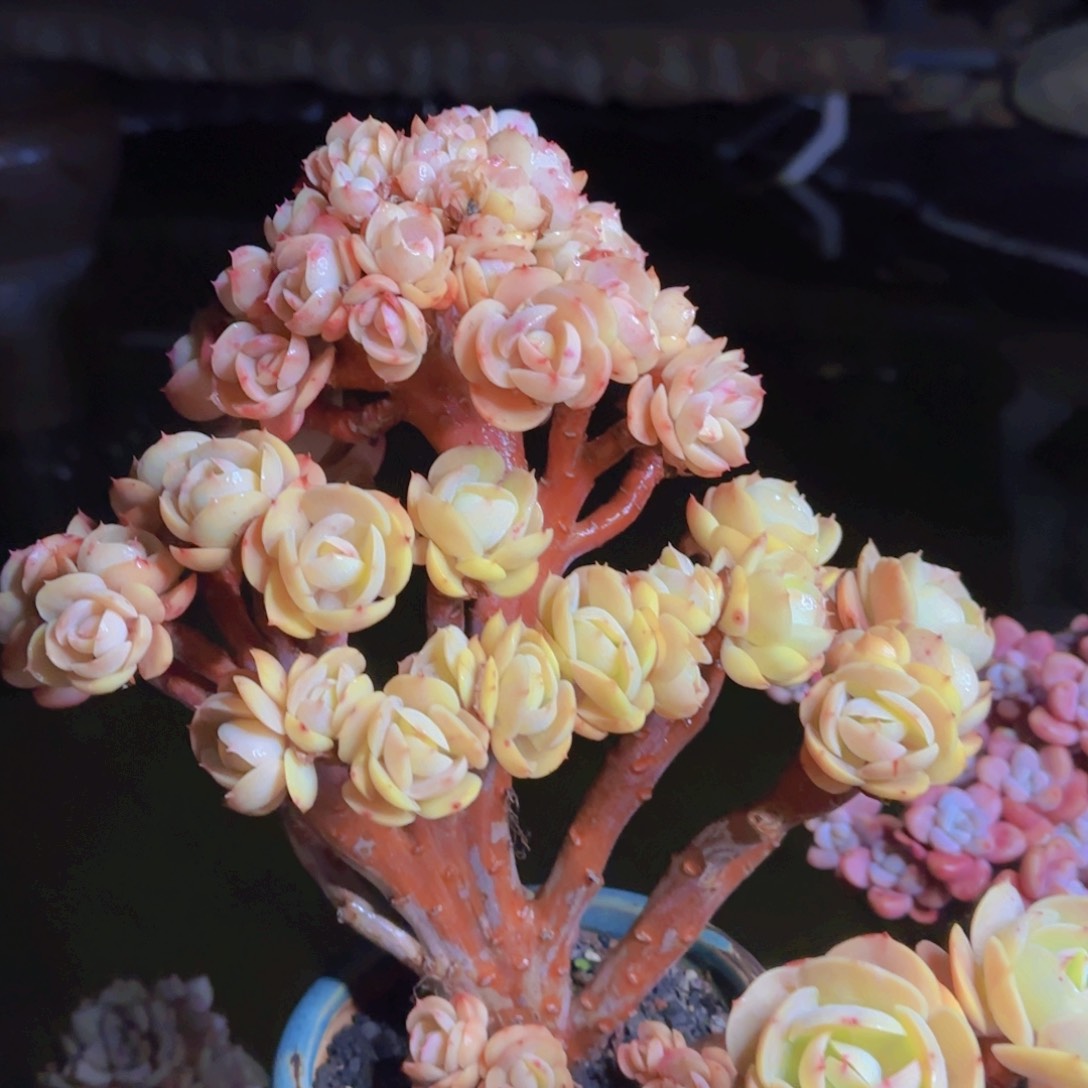 敏多肉植物多肉植物