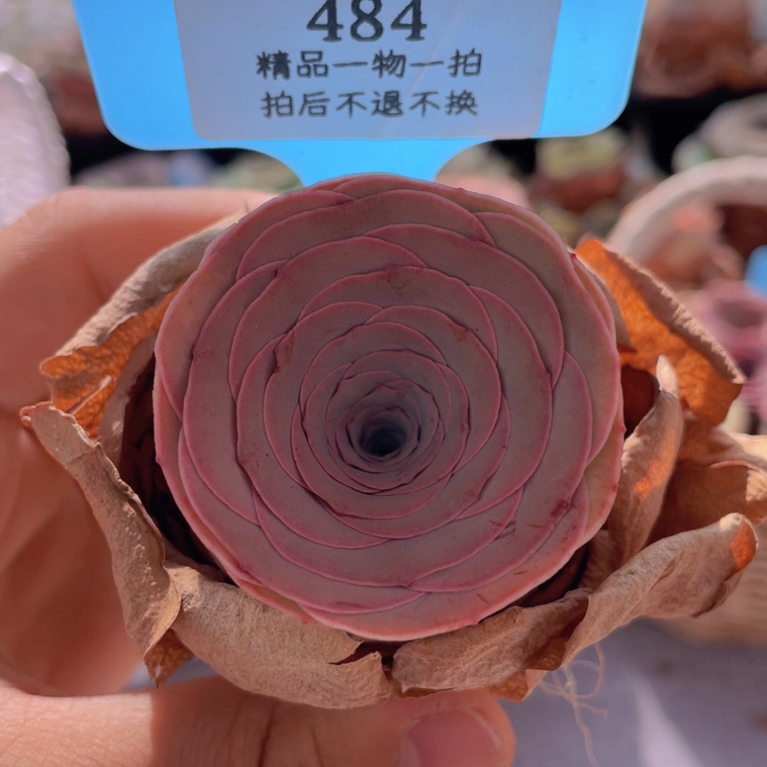 山地玫瑰484裸根发货不售后