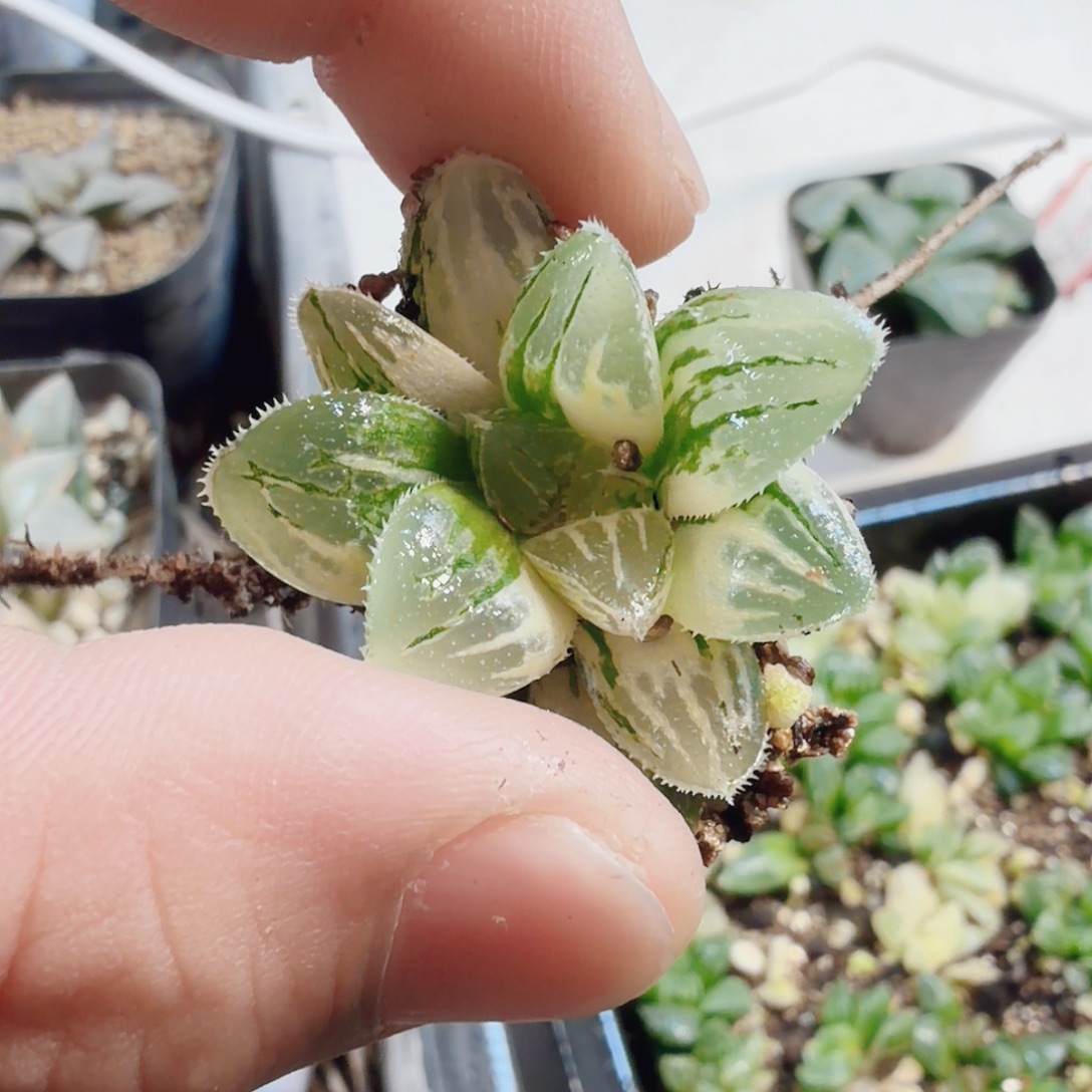 没****无花朵十二卷冰沙糖锦