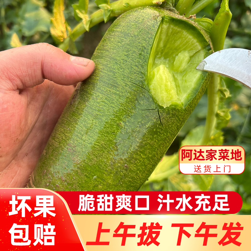 沙窝萝卜1元2斤活动价