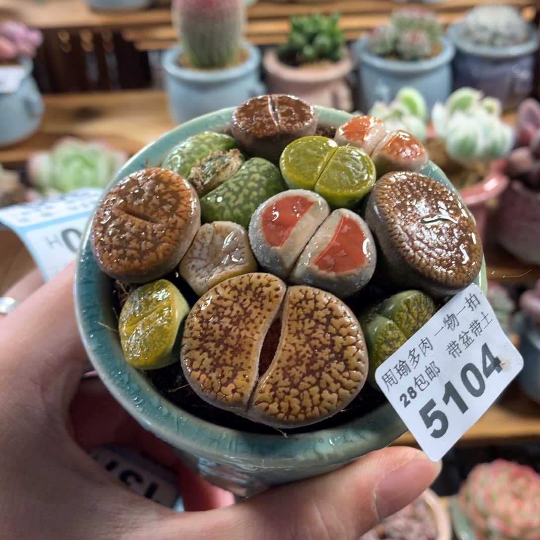 5厘米盆精控多肉5104