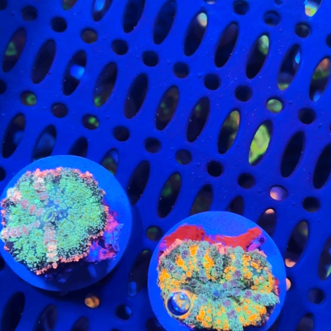 F***c纽扣珊瑚单苞原石马蹄菇