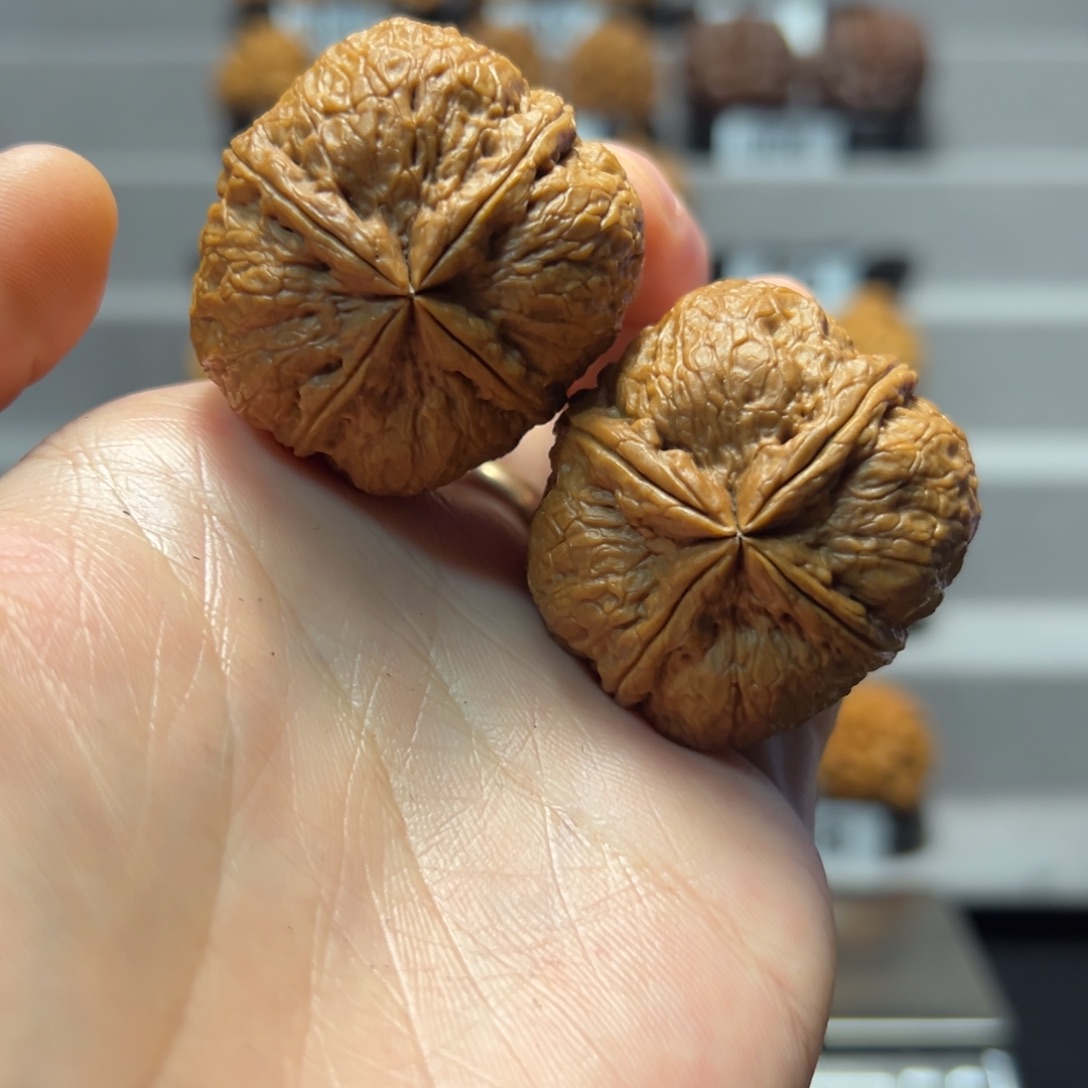 十***柒把件文玩核桃40尺寸粗筋碧玺四棱61克