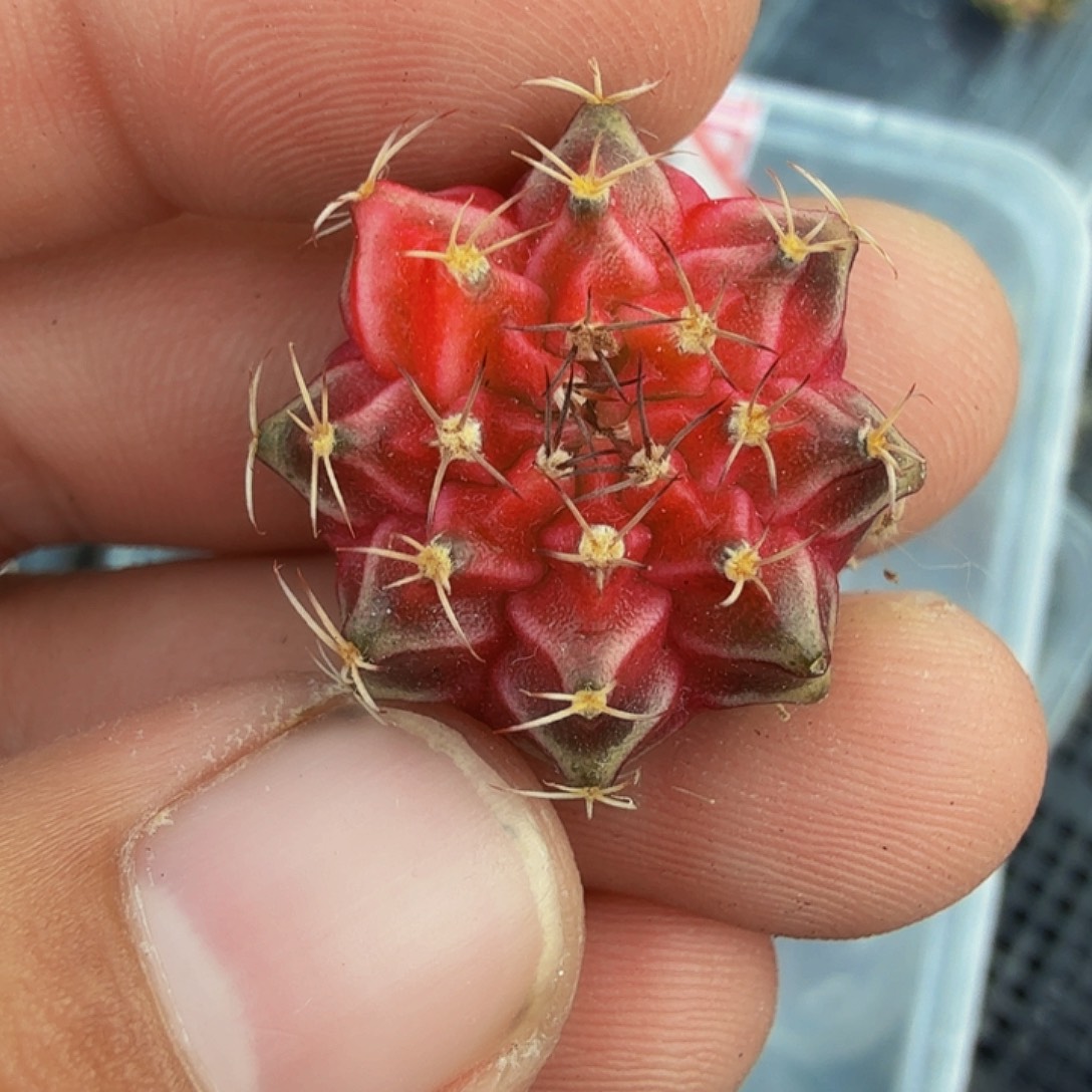 当前无花朵，栽培后可花朵