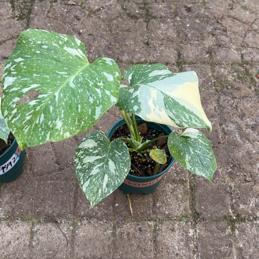 *****完全开放9594洒金龟背竹