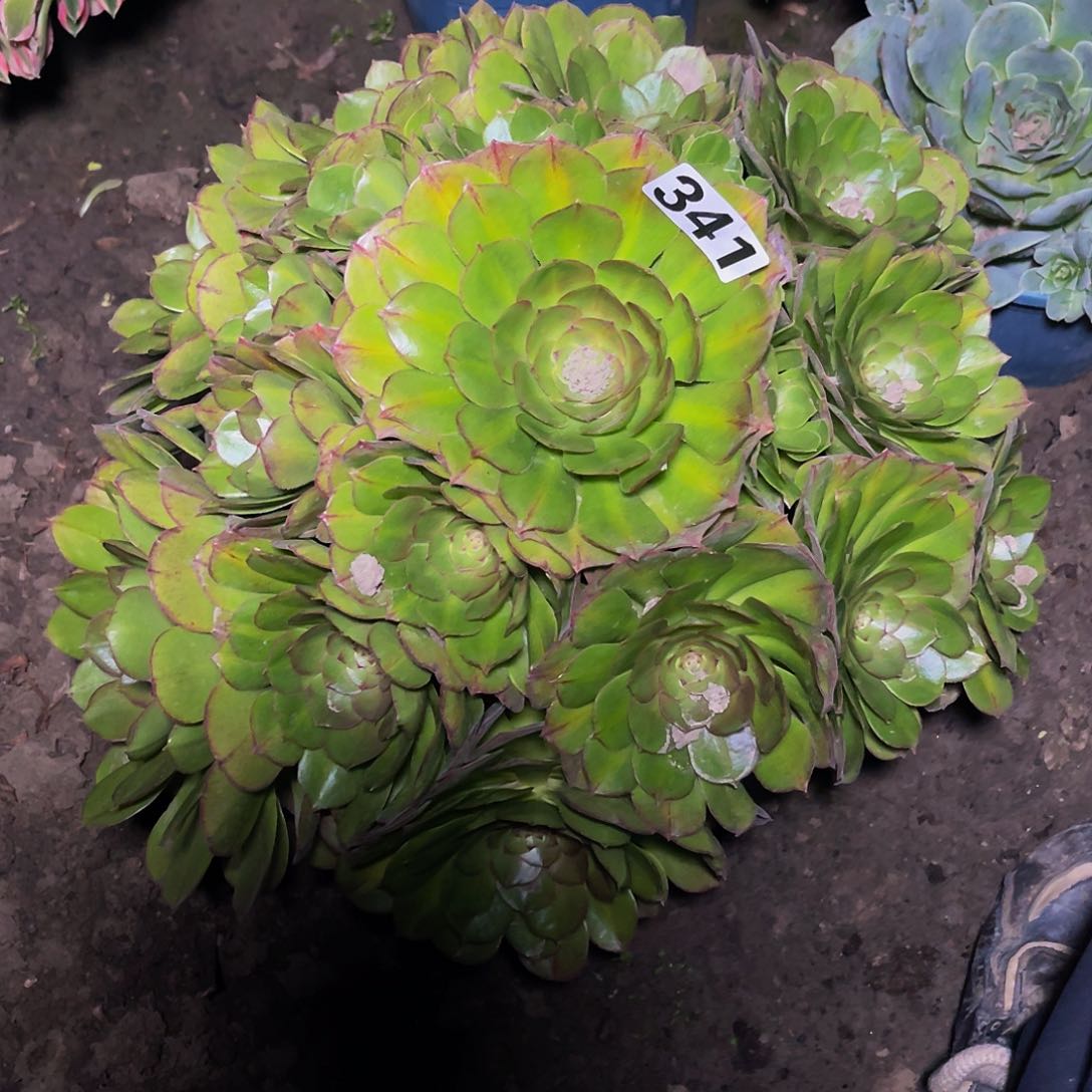 法师法师15//20包邮法师