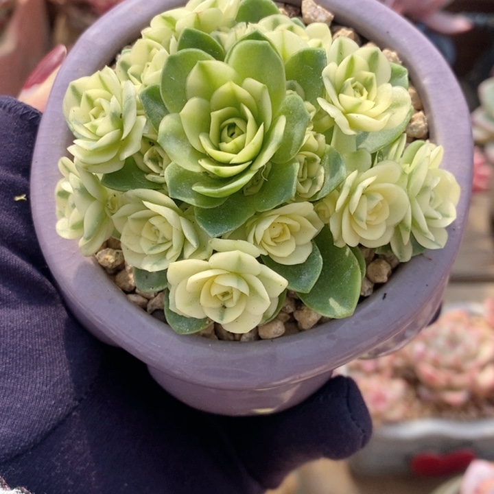 山地玫瑰 韩货精品