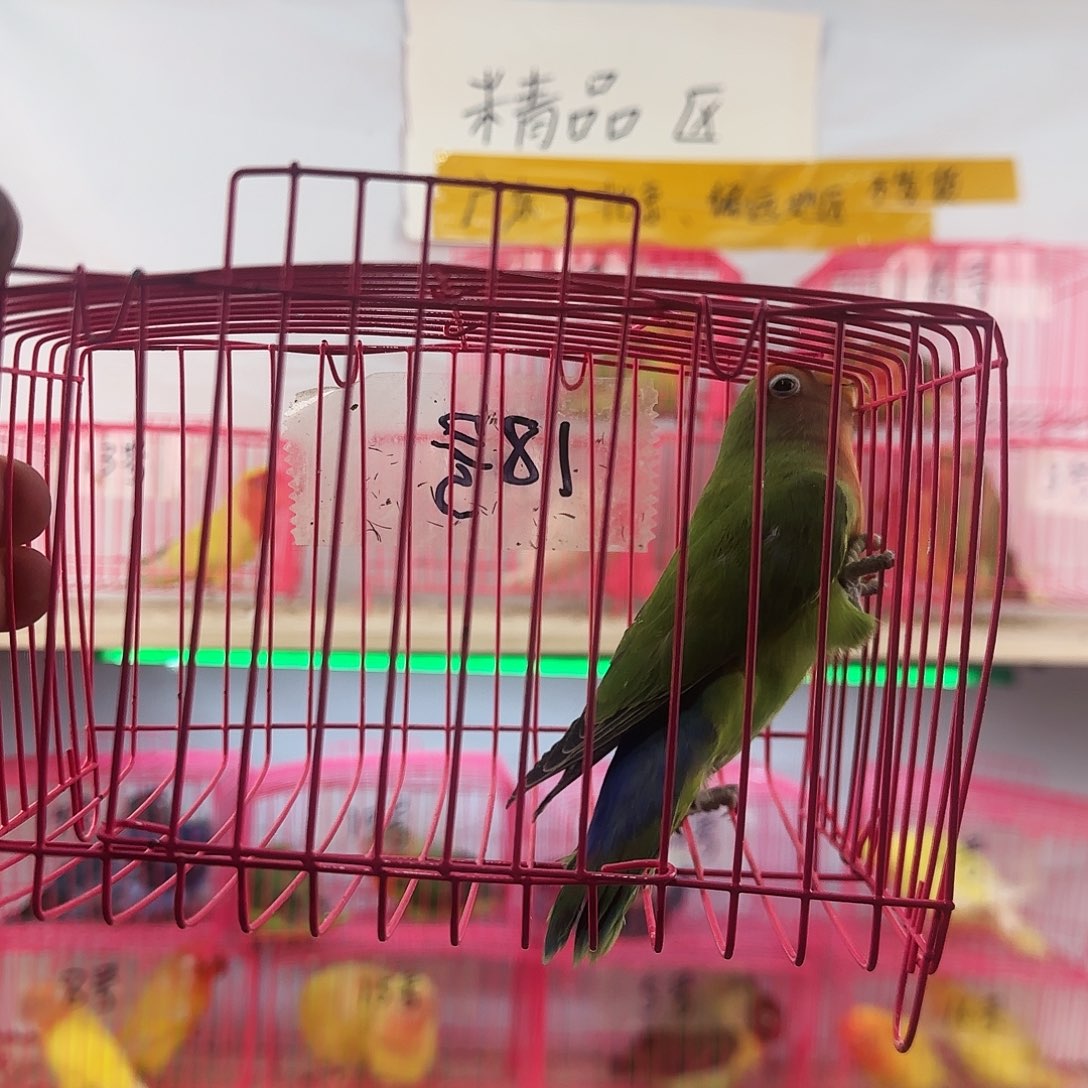 快***)虎皮鹦鹉一物一拍