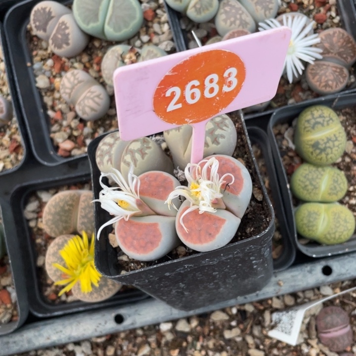 生石花对头2683000000