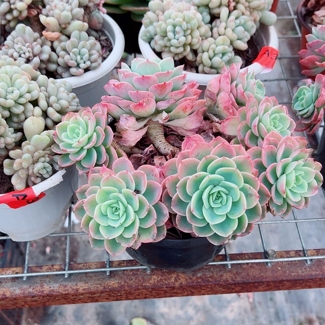 哈密瓜多头群生精品特价