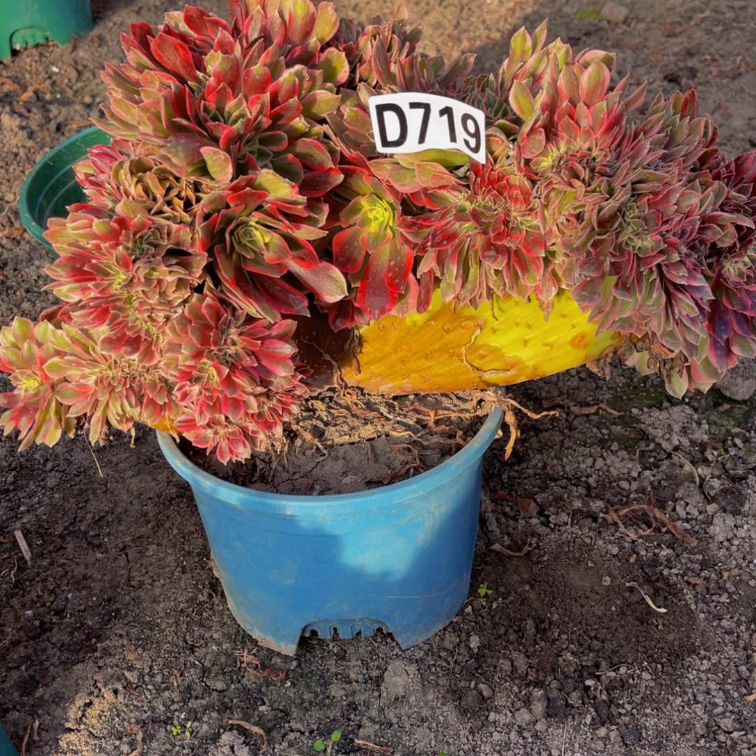 女郎法师16///14包邮