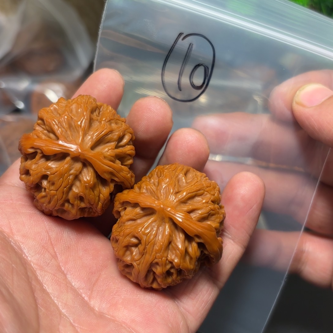 核桃其他苹果园的