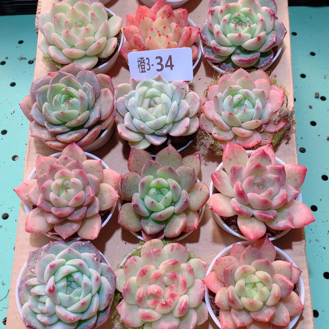 3-34一物一拍多肉带盆18颗