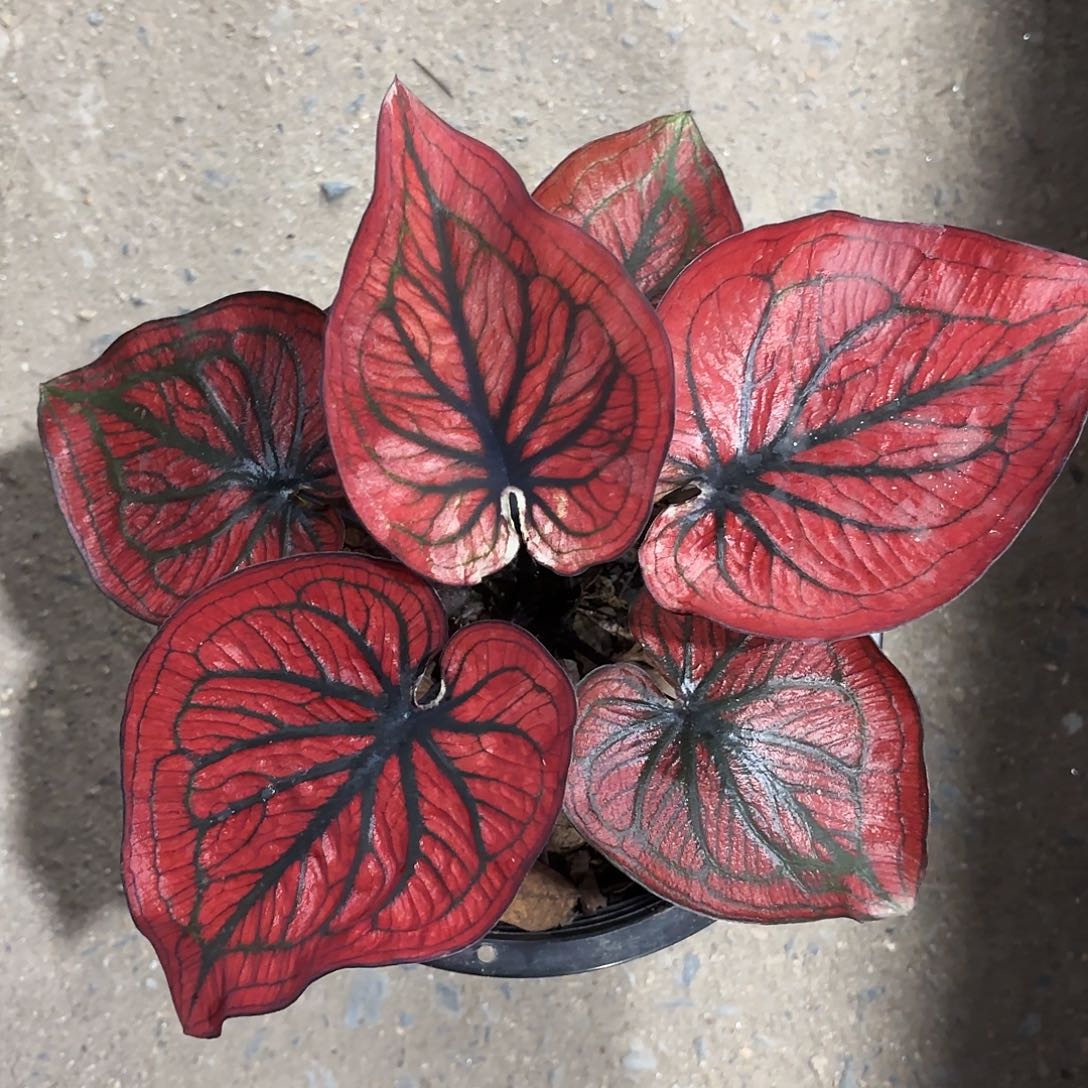 391-0125蜘蛛侠彩叶芋泰国发货