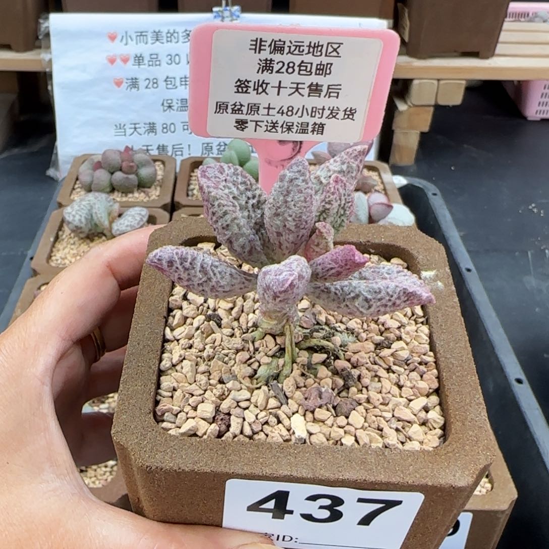 437融化纹猪肝多肉植物