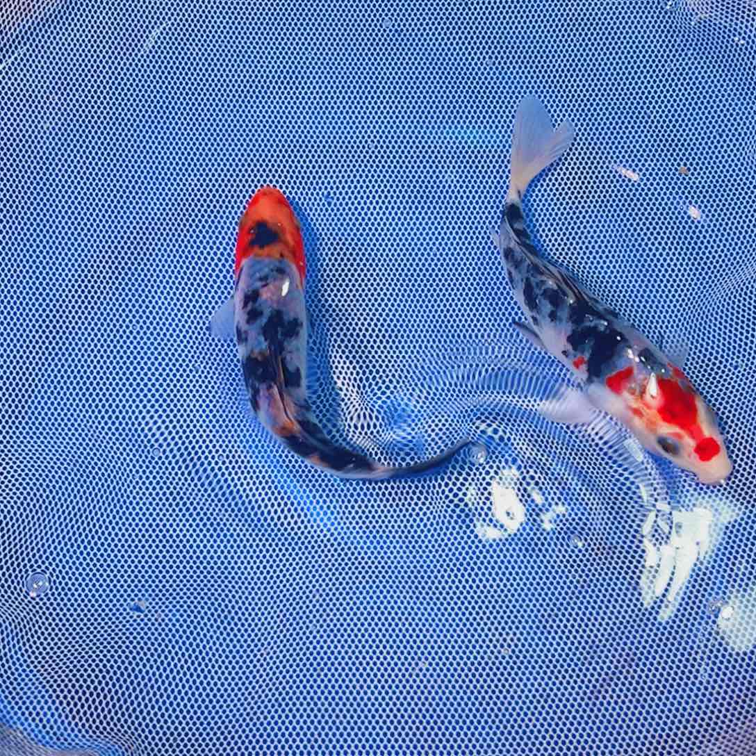 锦鲤锦鲤观赏鱼1111