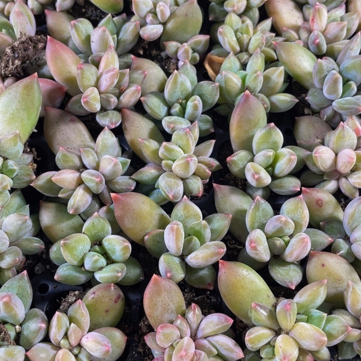 小乌拉克拉1元带土发货