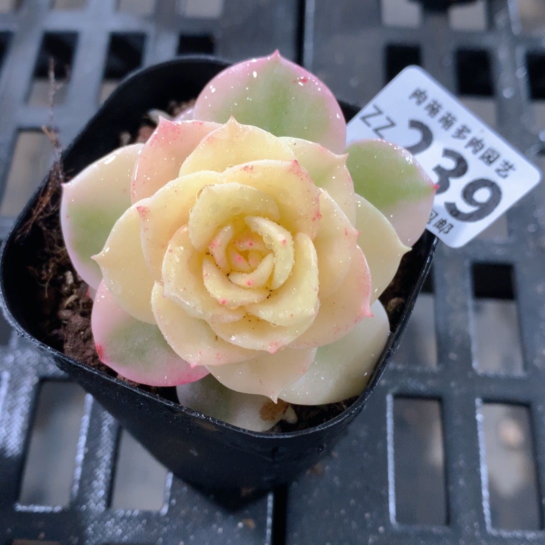 肉萌萌拇指盆精控多肉ZZ239