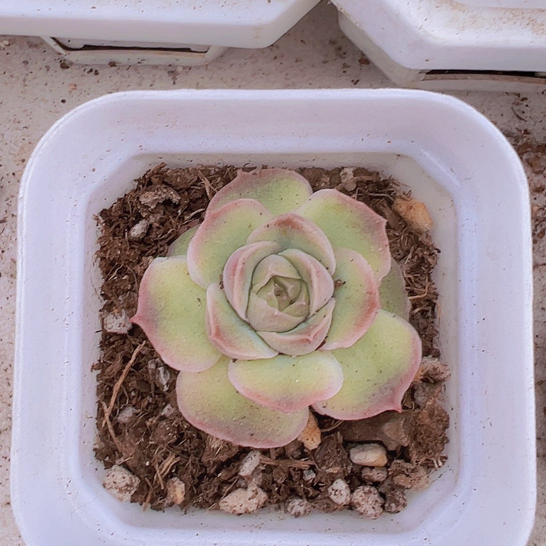 水晶虾饺19包邮多肉