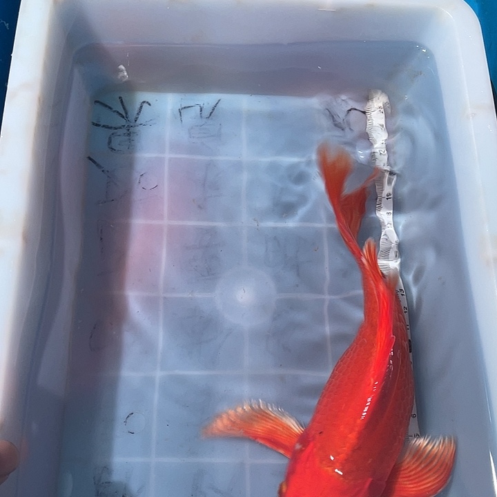 蝴蝶鲤鱼渔场直发79