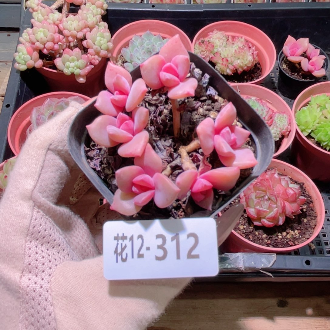 花利美12-312彩虹糖