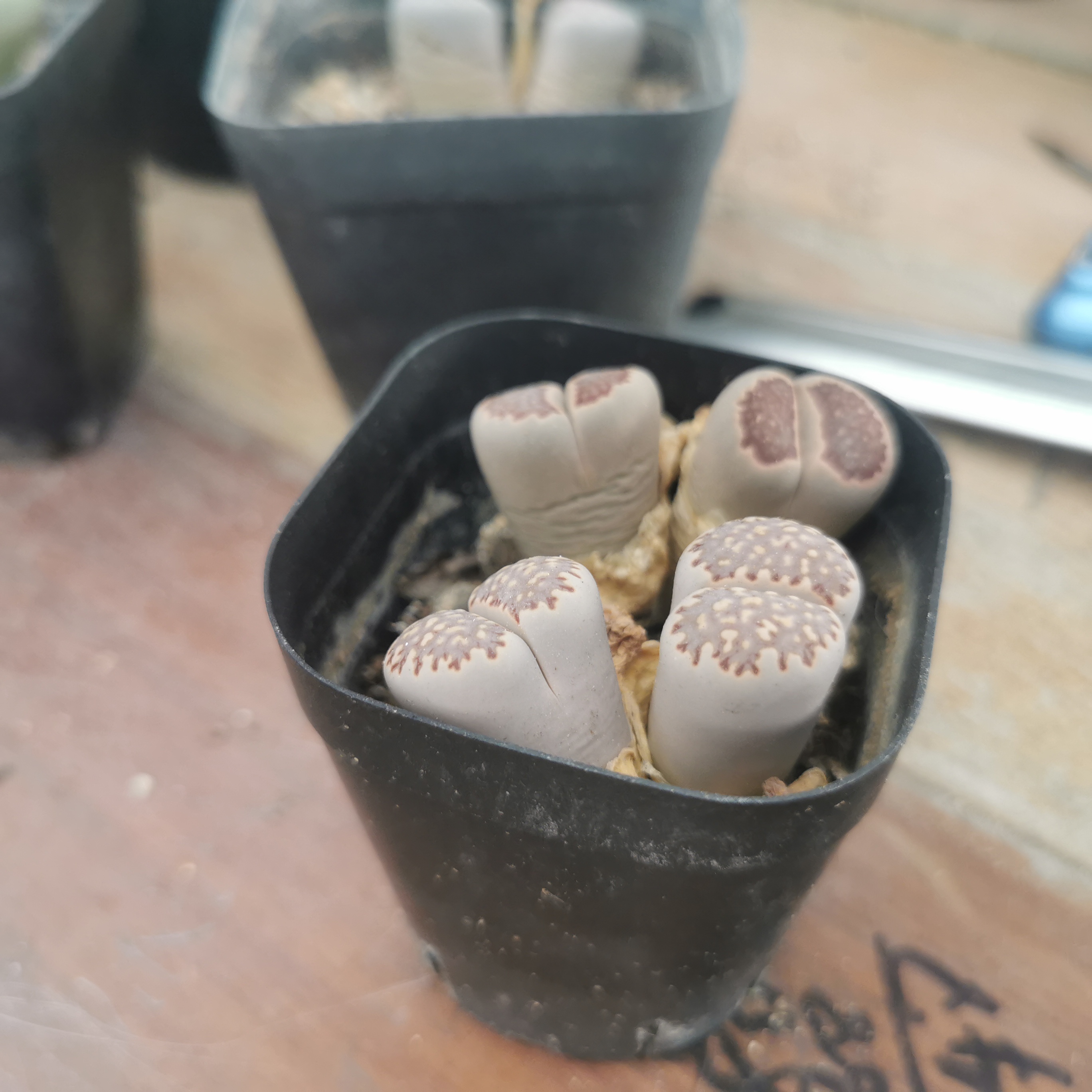 寿丽双头生石花母本多肉好养活可放办公室庭院