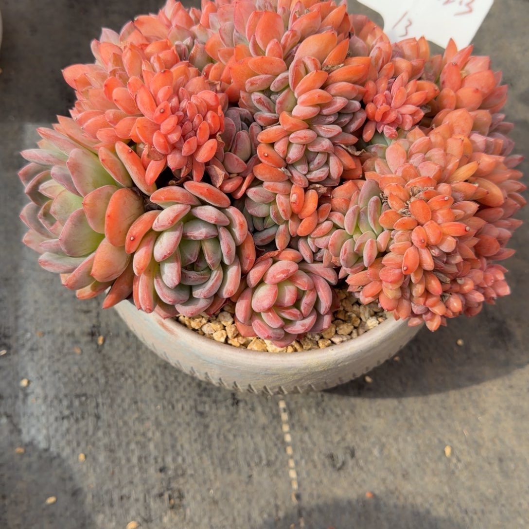 *****一物一拍精控全明星缀样板13