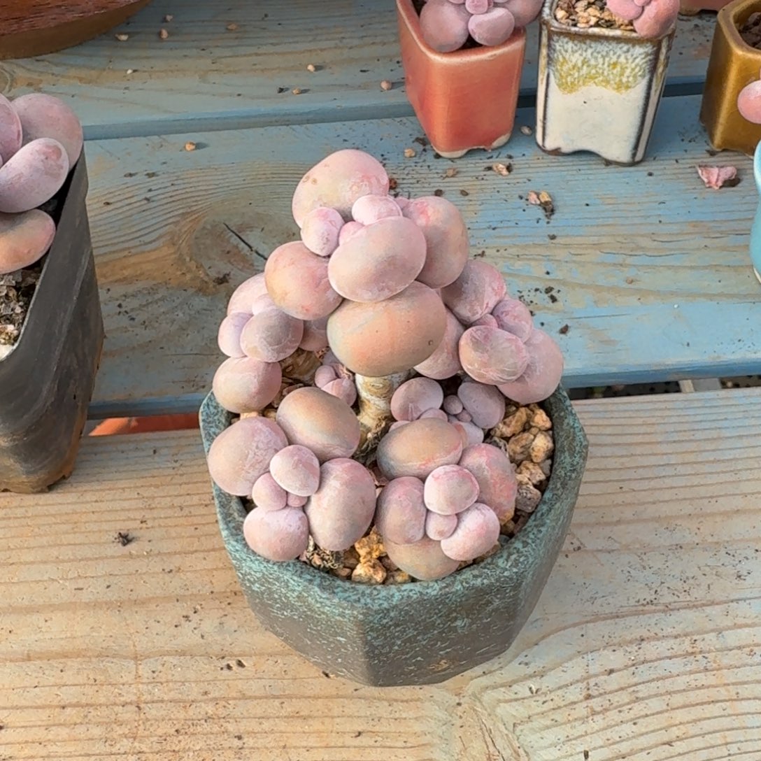 男***！无花朵多肉漂亮不退不换