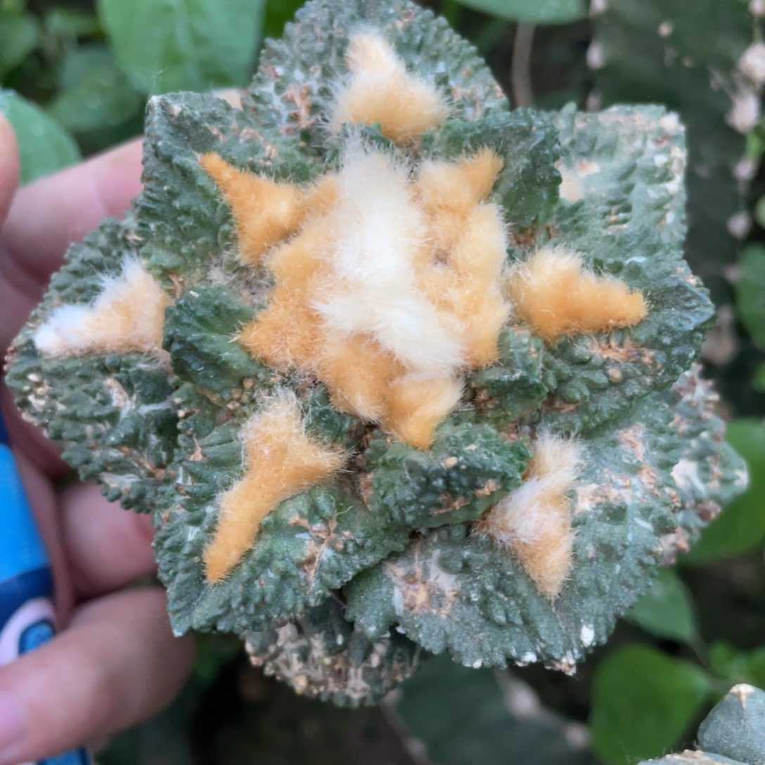 全部花朵金毛龟甲哥斯拉牡丹308