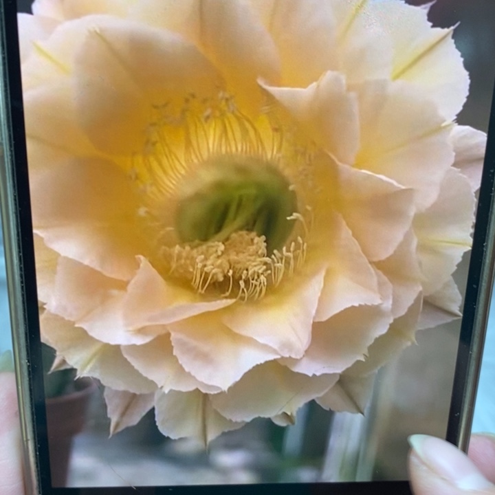 彩草新530号侧芽3.5公分左右