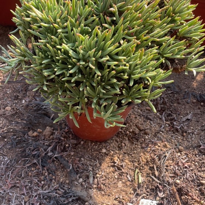 139号维思辛达多肉植物