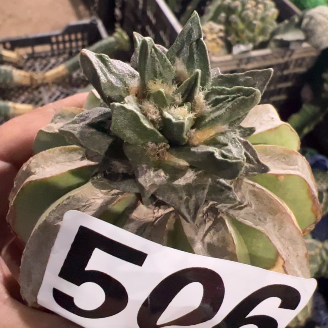 龙角牡丹仙人球506