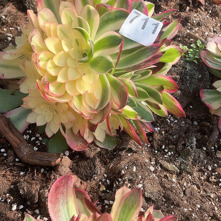 多肉法师多肉法师 711