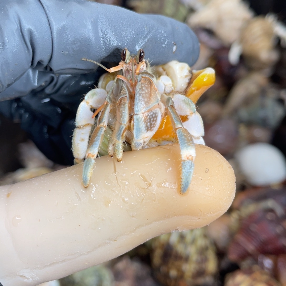 不退不换活体宠物