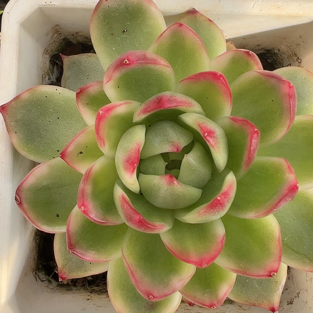 珍妮锦多肉植物锦