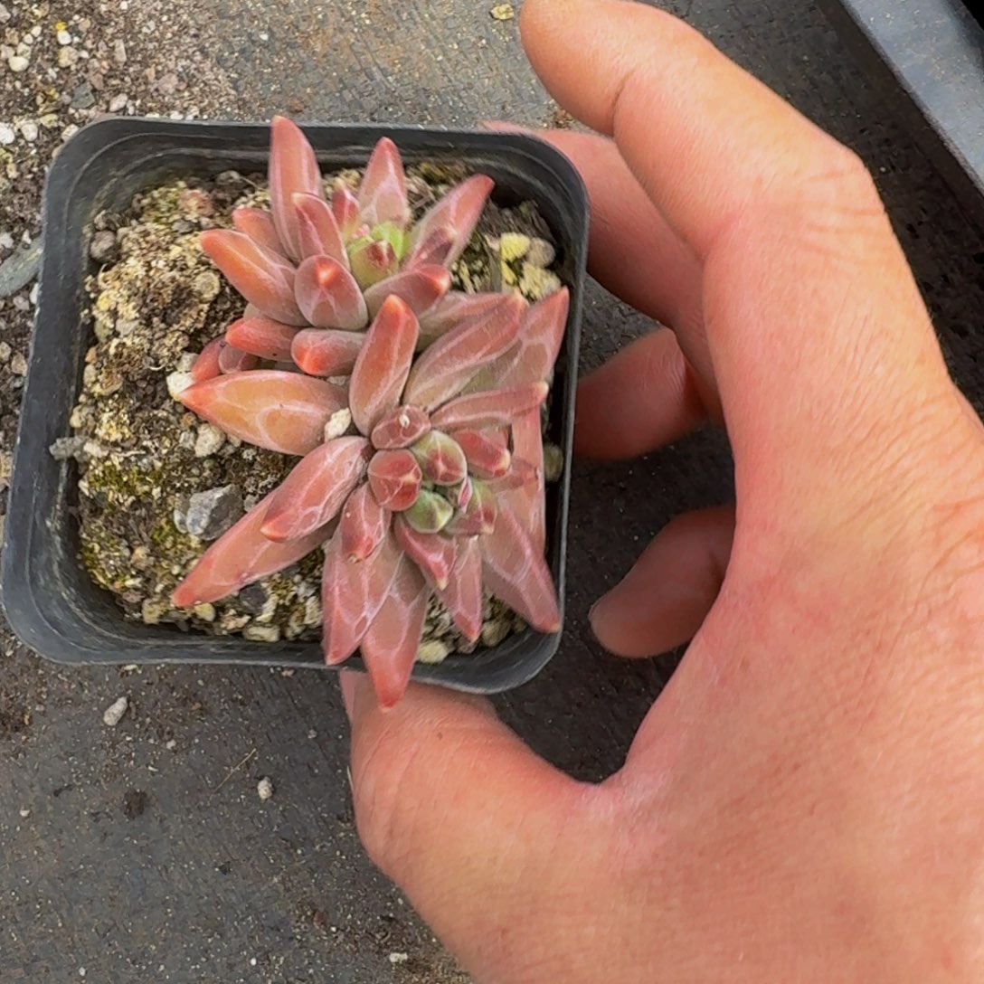 美女必备美人系精品多肉植物