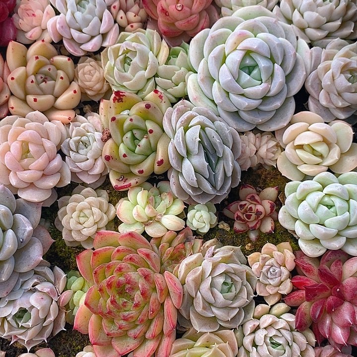 83 多肉植物盆栽花卉植物