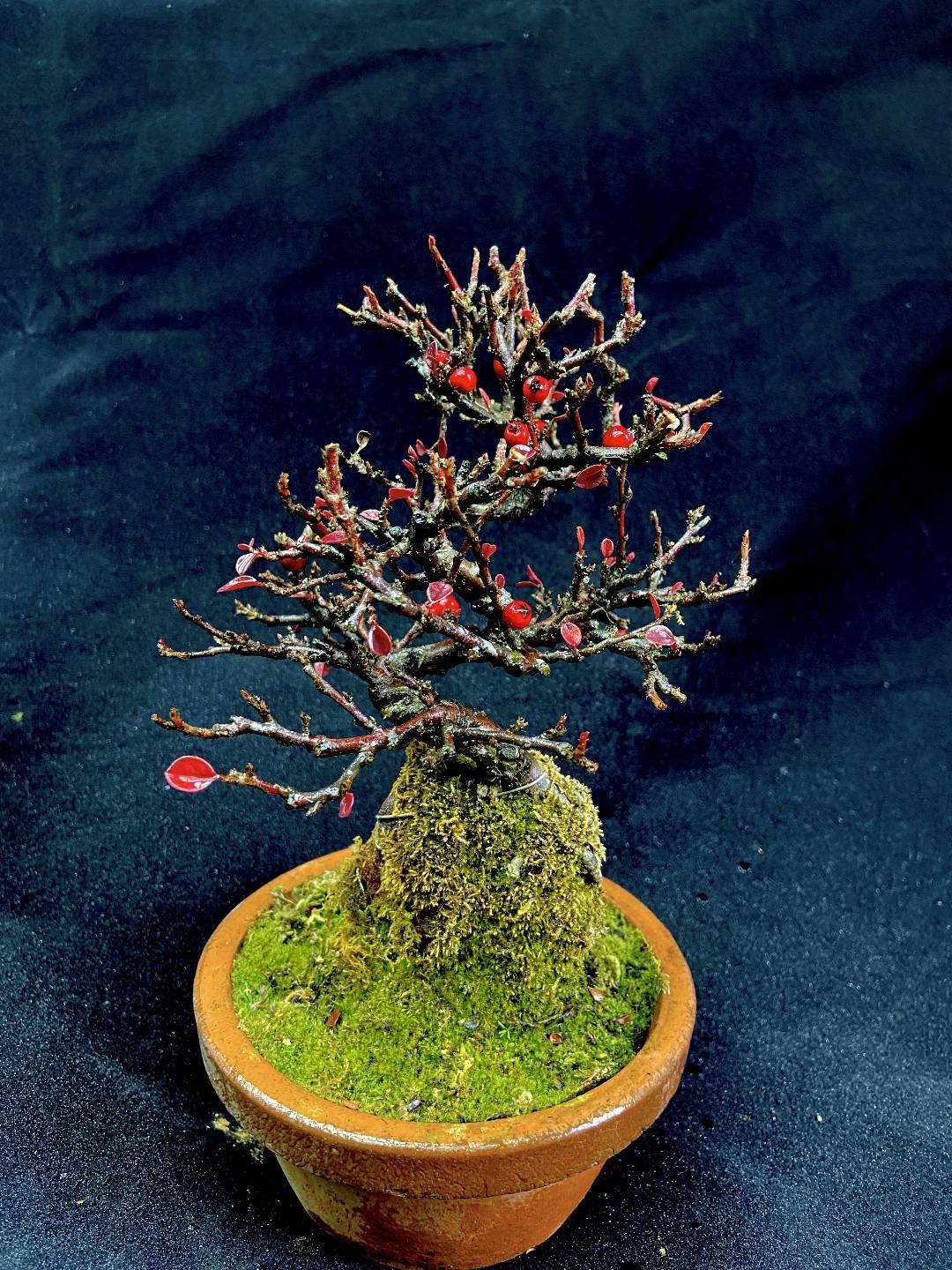 各种日本进口精品盆景，室内观赏植物绿植盆栽