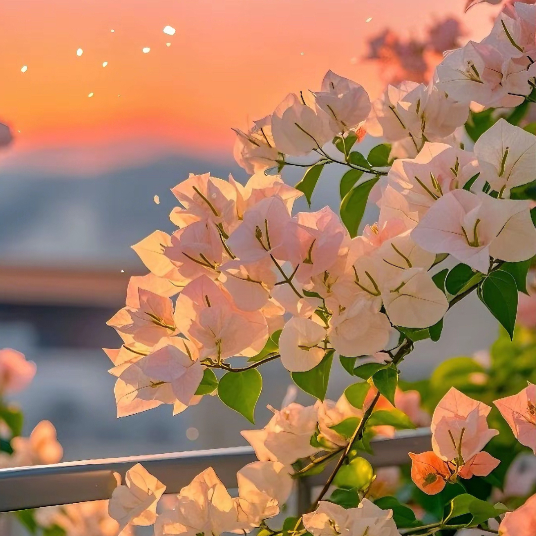 三角梅一物⼀拍勤花品种四季开花