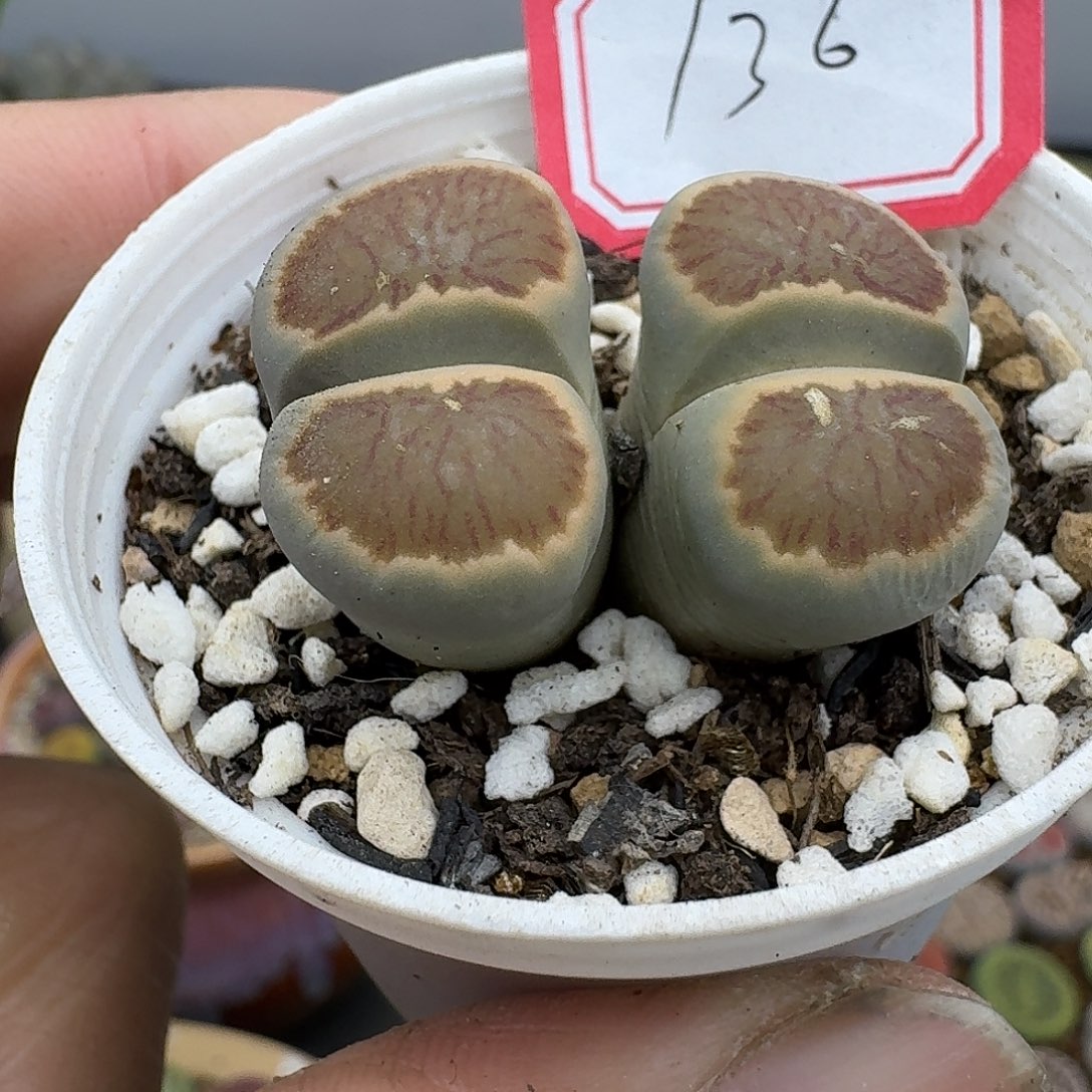 136多肉斤斤计较很纠结