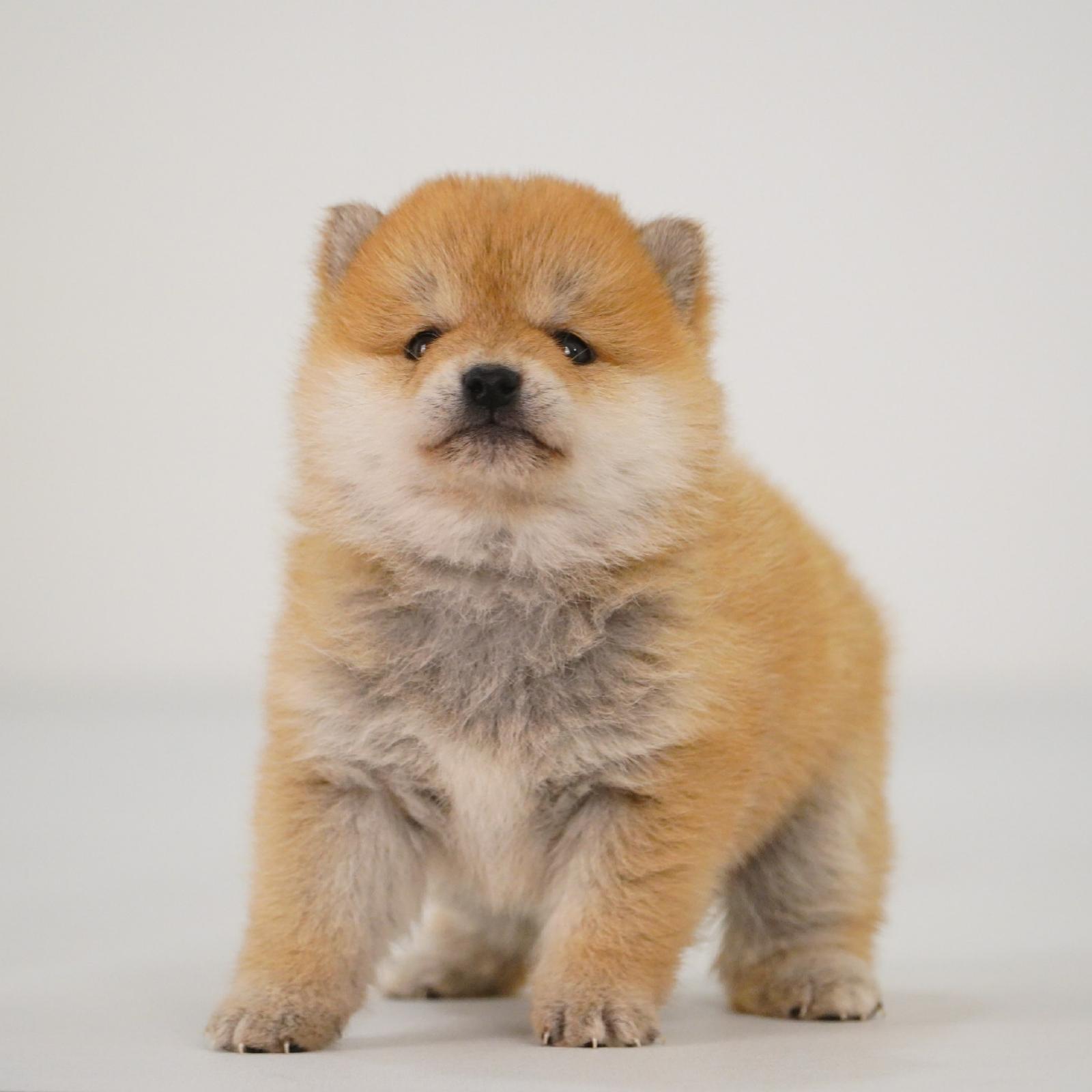 柴犬赤色母活体狗狗幼犬1396纯种双血统家庭宠物包犬疫细小30天六