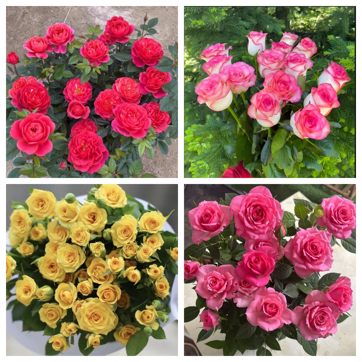 B组合4盆【绝色果汁+艾莎+金玉满堂+星空宝石】月季盆栽阳台庭院