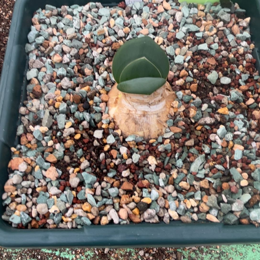 小***马灯台百合植物一物一拍