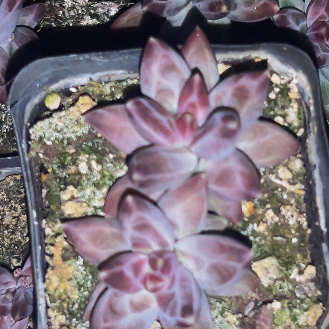 桔云多肉美人精品系列