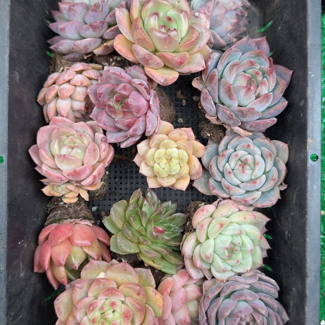 多肉一物一拍12-98